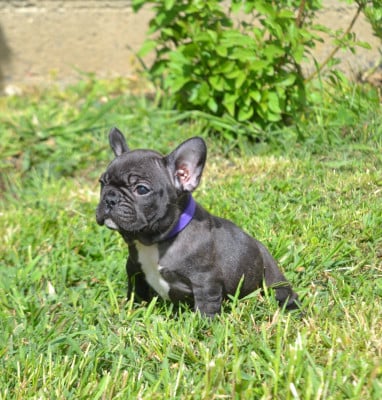 Les chiots de Bouledogue français