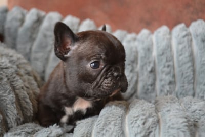 Les chiots de Bouledogue français