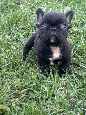 Les chiots de Bouledogue français