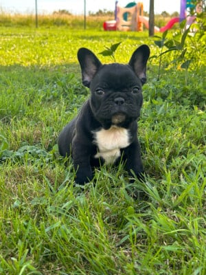 Les chiots de Bouledogue français