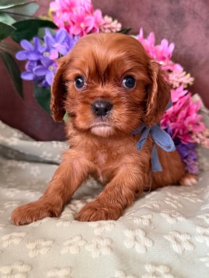 BORIS - Cavalier King Charles Spaniel