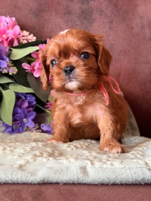 BELLA - Cavalier King Charles Spaniel