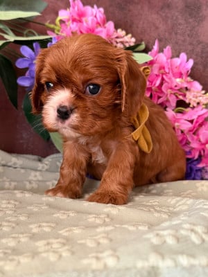Bérénice - Cavalier King Charles Spaniel