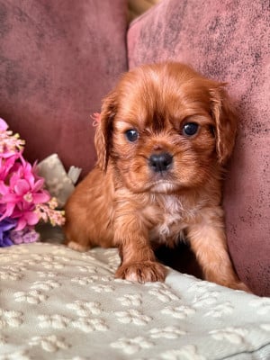 Bijou - Cavalier King Charles Spaniel
