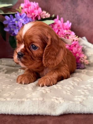 BAYA - Cavalier King Charles Spaniel