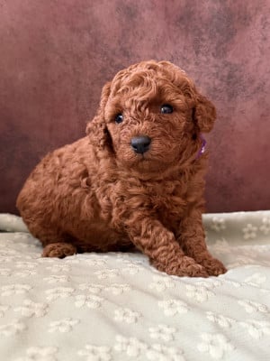 Les chiots de Caniche