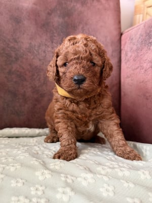 Les chiots de Caniche