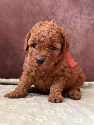 Les chiots de Caniche