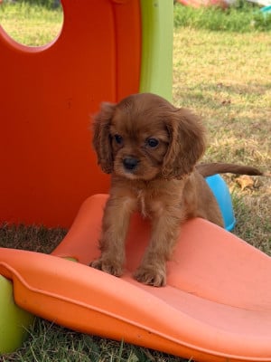Les chiots de Cavalier King Charles Spaniel