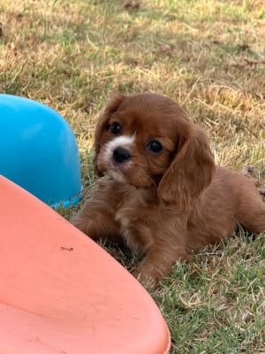 Les chiots de Cavalier King Charles Spaniel
