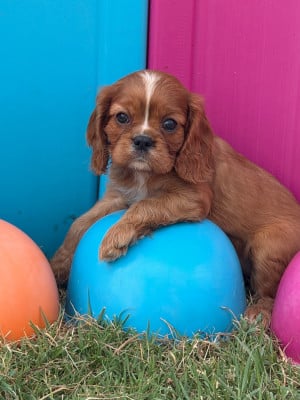 Les chiots de Cavalier King Charles Spaniel
