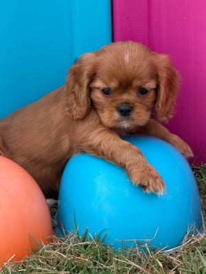 Les chiots de Cavalier King Charles Spaniel