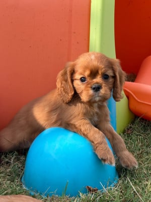 Les chiots de Cavalier King Charles Spaniel