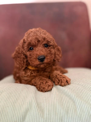 Les chiots de Caniche