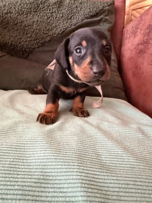 Les chiots de Teckel poil ras