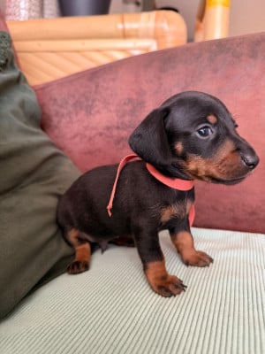 Les chiots de Teckel poil ras