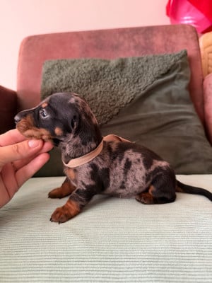 Les chiots de Teckel poil ras