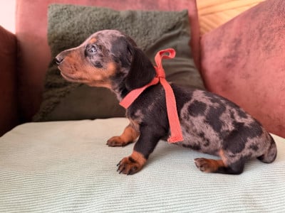 Les chiots de Teckel poil ras