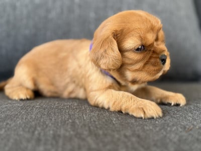 Les chiots de Cavalier King Charles Spaniel