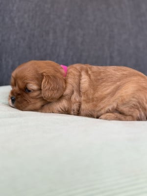 Les chiots de Cavalier King Charles Spaniel