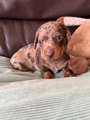 Les chiots de Teckel poil ras