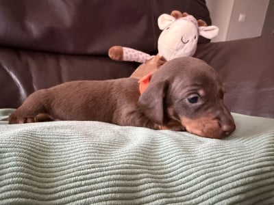 Les chiots de Teckel poil ras