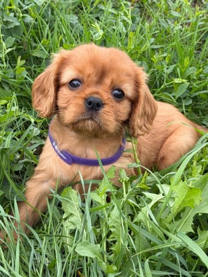 Les chiots de Cavalier King Charles Spaniel