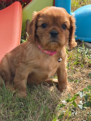 Les chiots de Cavalier King Charles Spaniel