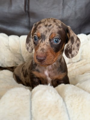 Les chiots de Teckel poil ras