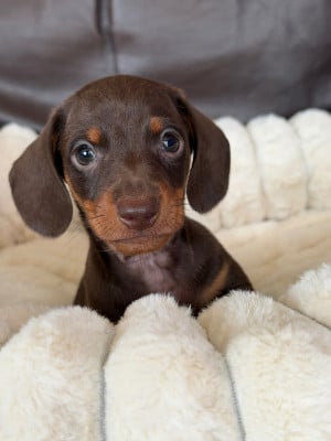 Les chiots de Teckel poil ras