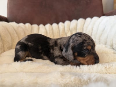 Les chiots de Teckel poil ras