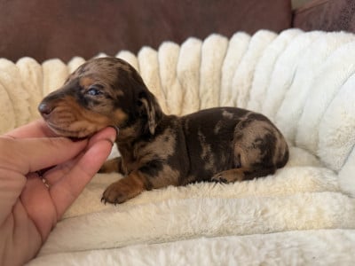 Les chiots de Teckel poil ras
