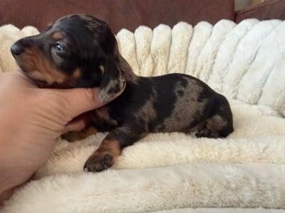 Les chiots de Teckel poil ras