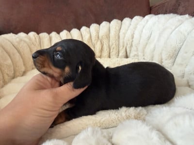 Les chiots de Teckel poil ras