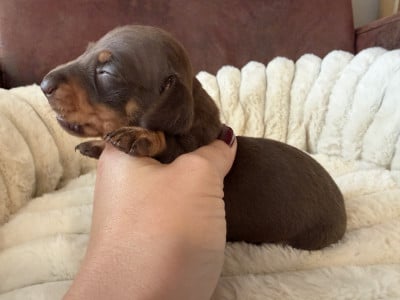 Les chiots de Teckel poil ras