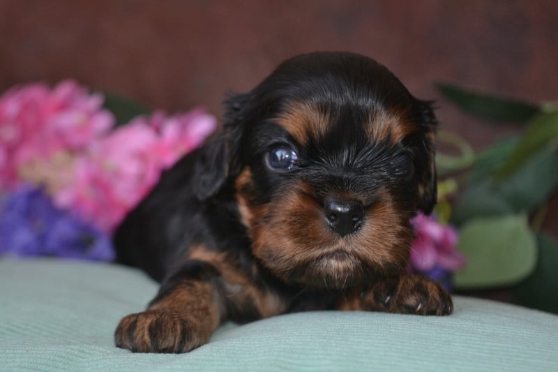 Cavalier King Charles Spaniel - De La Cour De Mimali