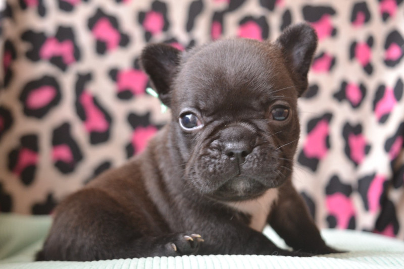 Bouledogue français - De La Cour De Mimali