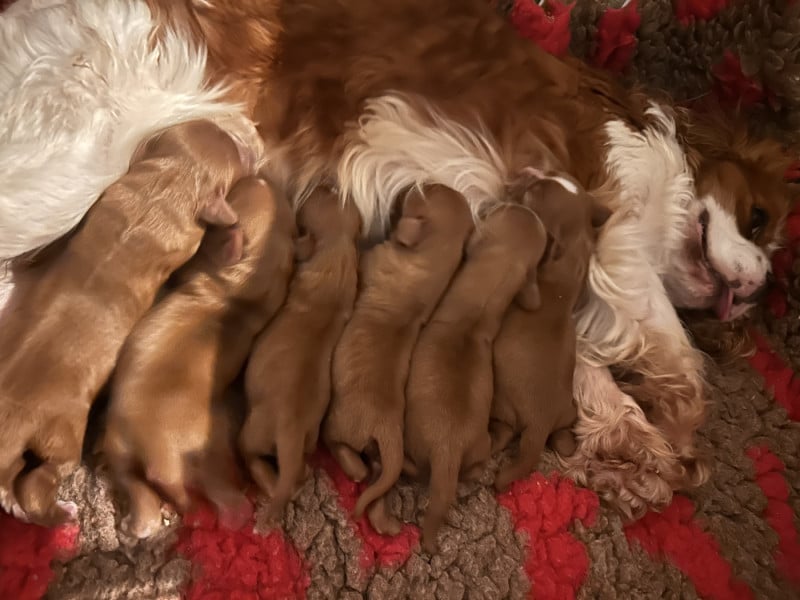 Cavalier King Charles Spaniel - De La Cour De Mimali