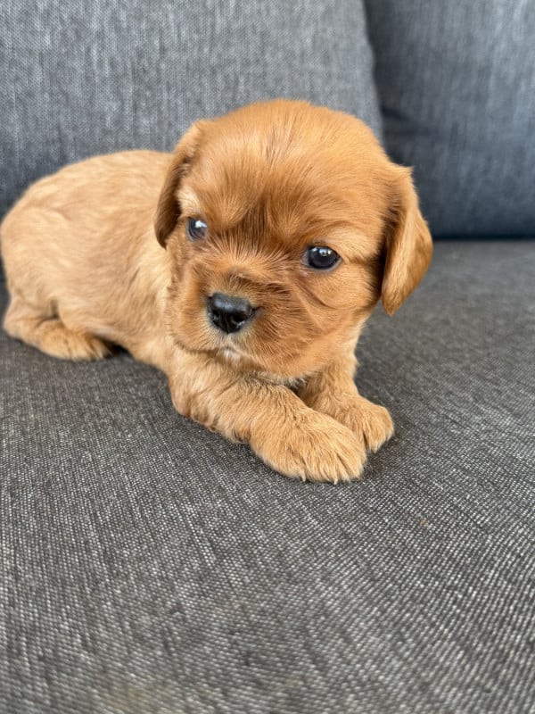 Cavalier King Charles Spaniel - De La Cour De Mimali