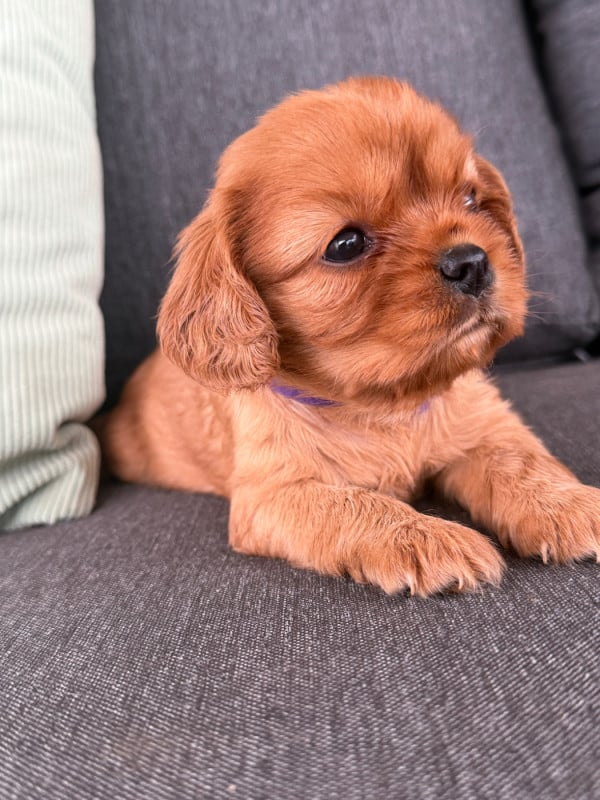 Cavalier King Charles Spaniel - De La Cour De Mimali