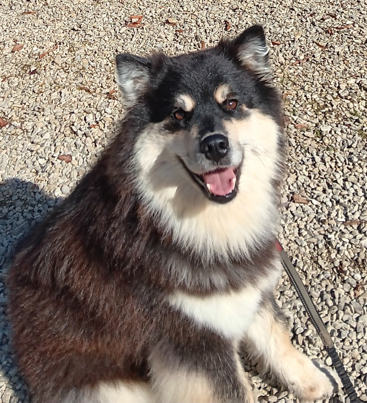 Publication : Panache Finnois Auteur : Marina de Castelbajac