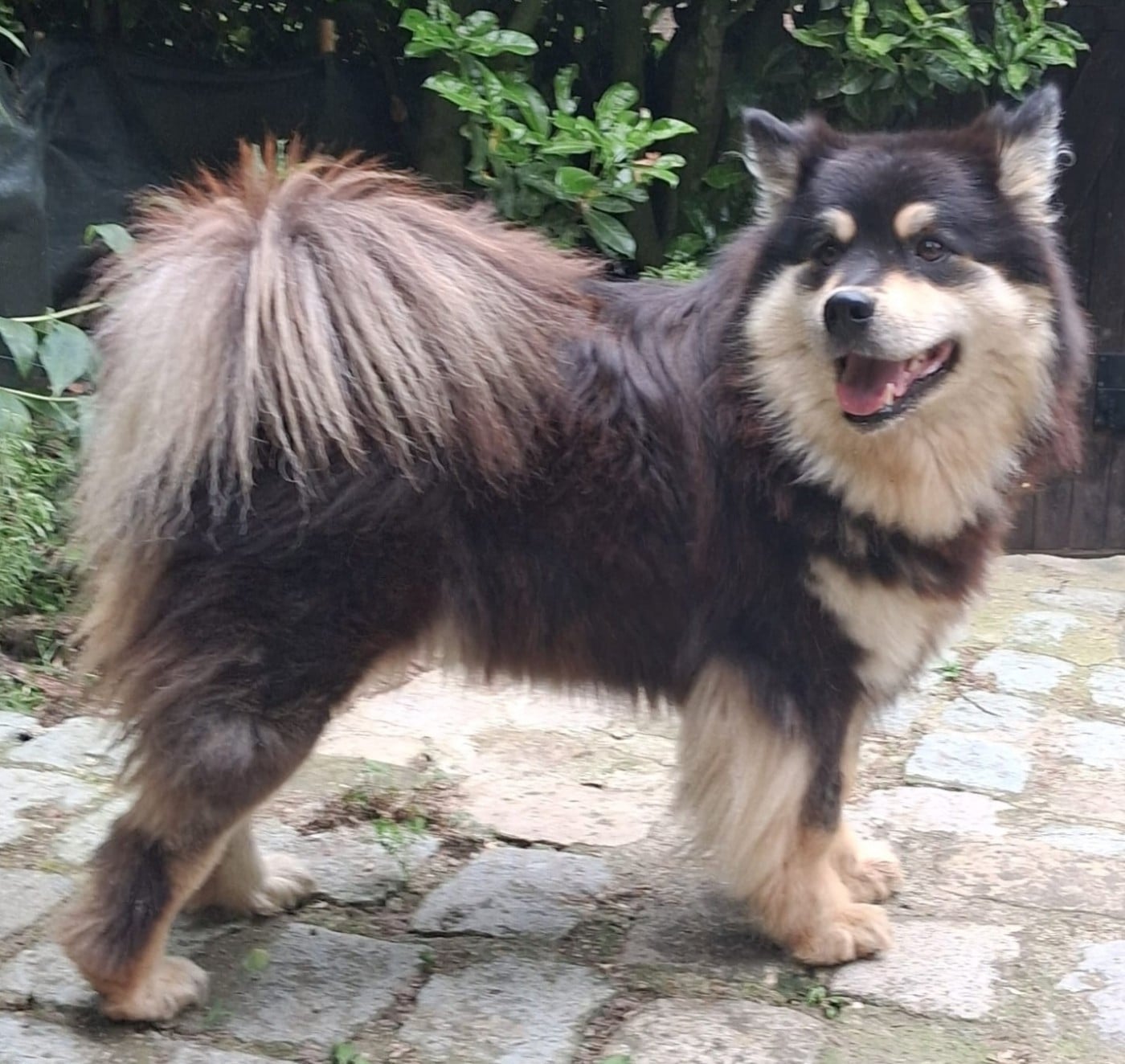 Publication : Panache Finnois Auteur : Marina de Castelbajac