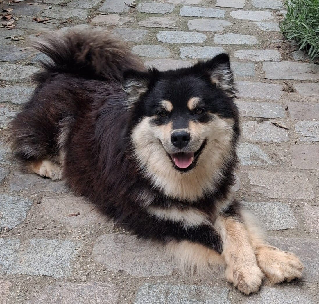 Publication : Panache Finnois Auteur : Marina de Castelbajac