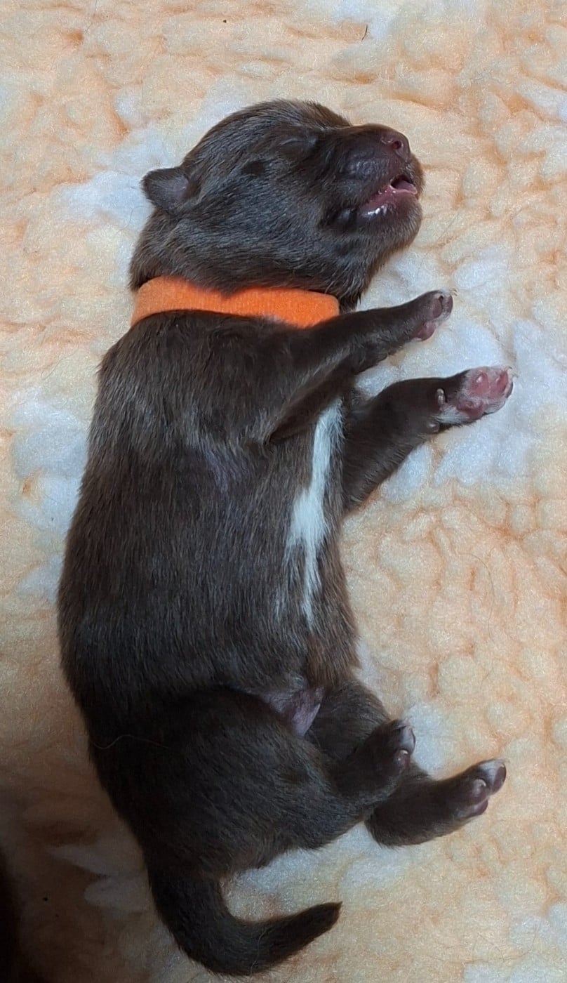 Miss orange