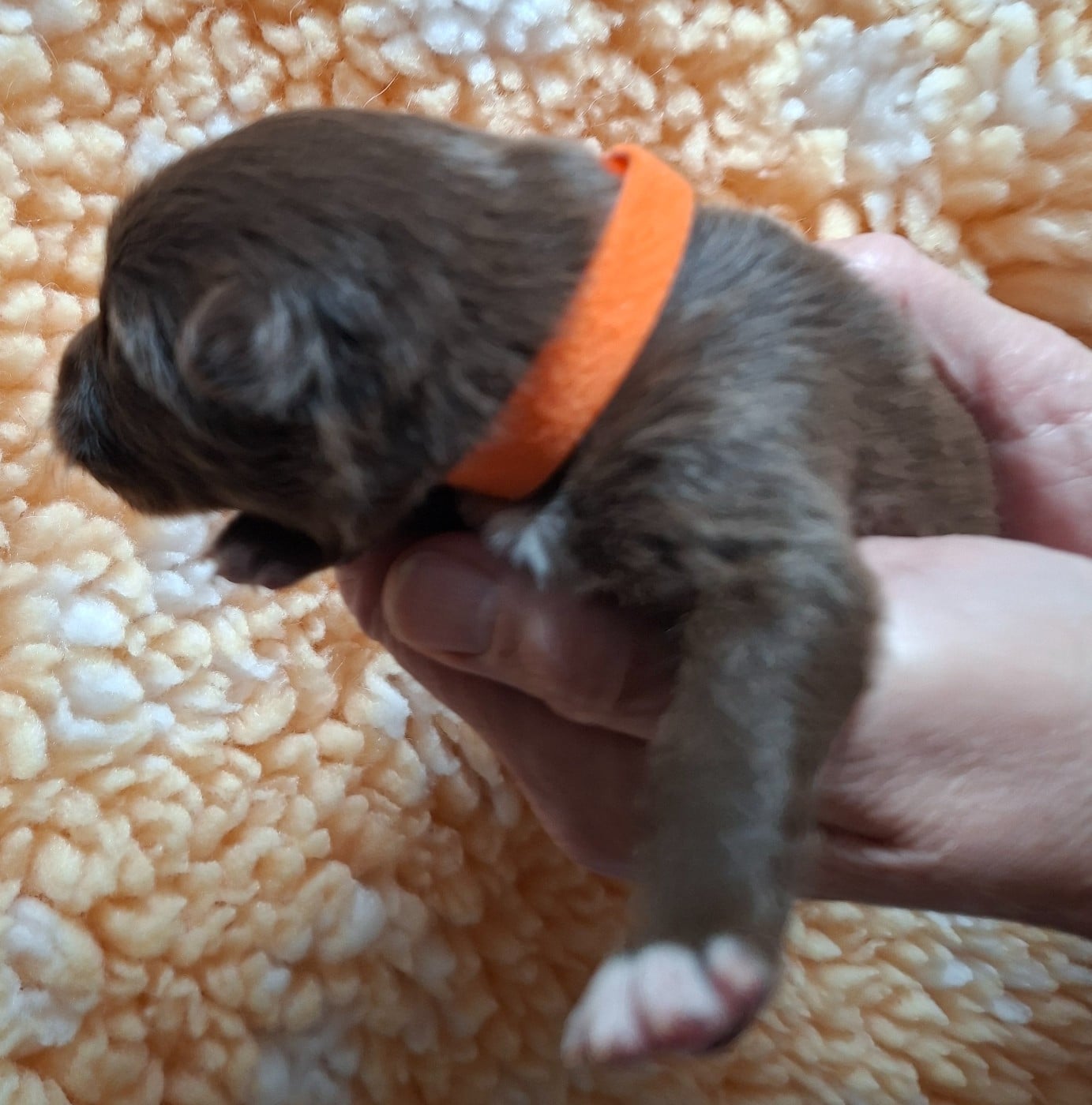 Miss orange