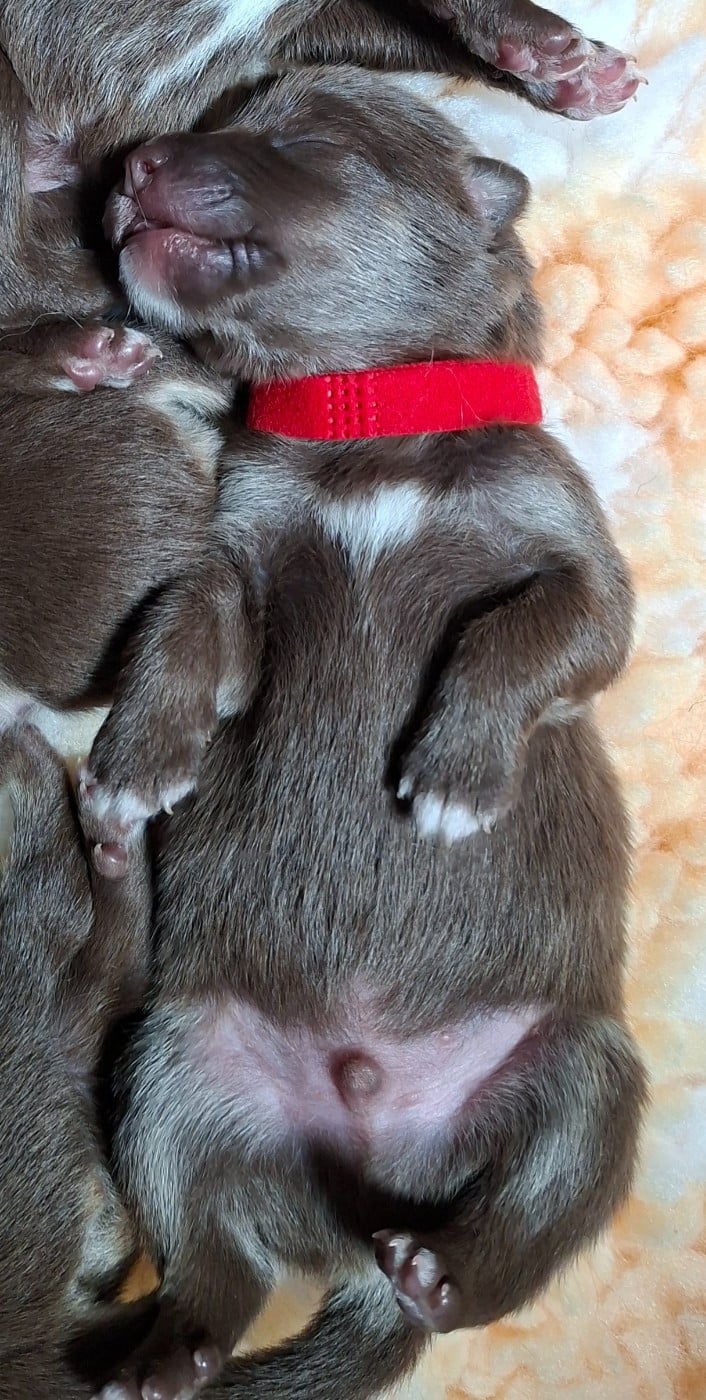 Mr rouge