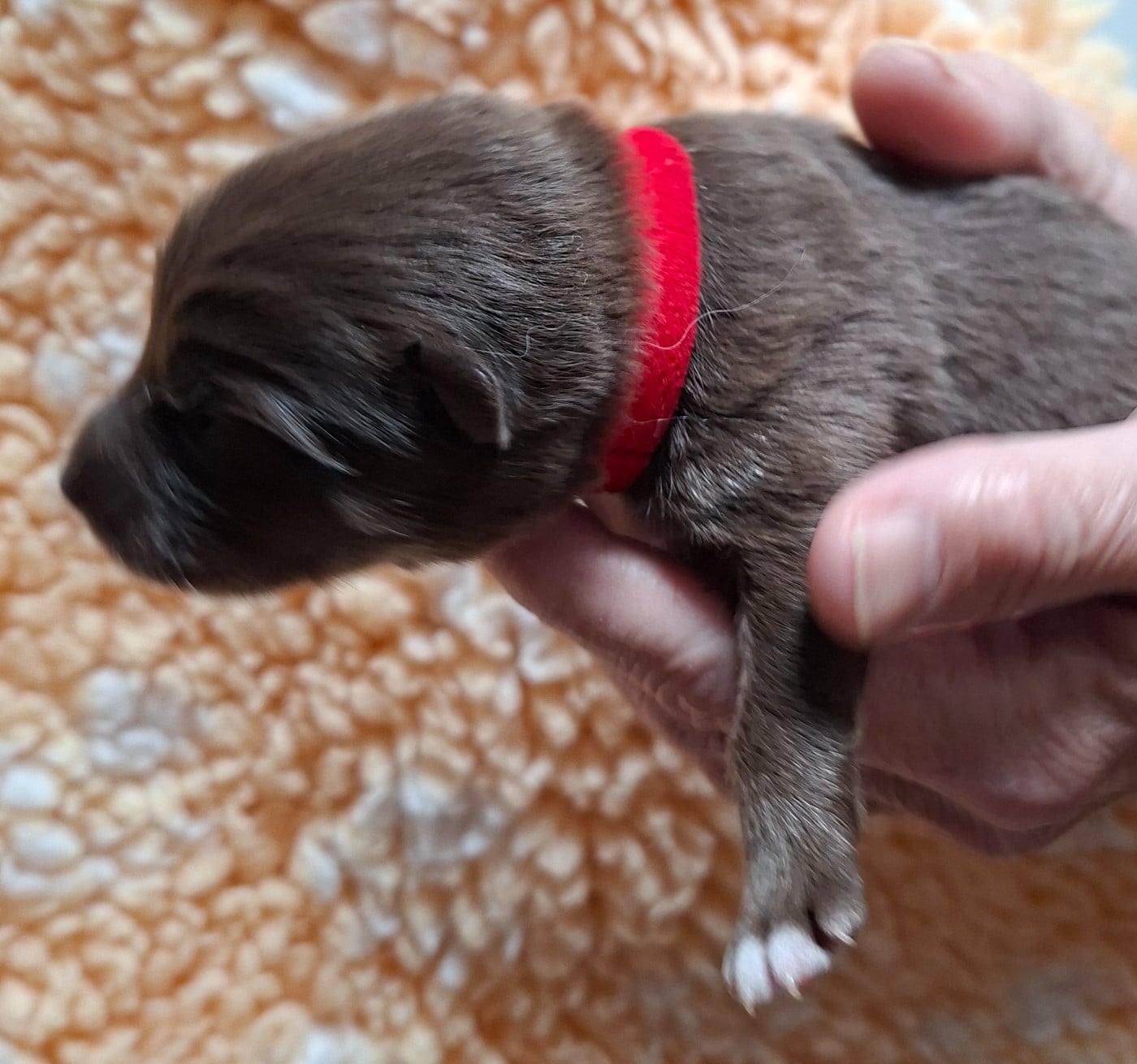 Mr rouge