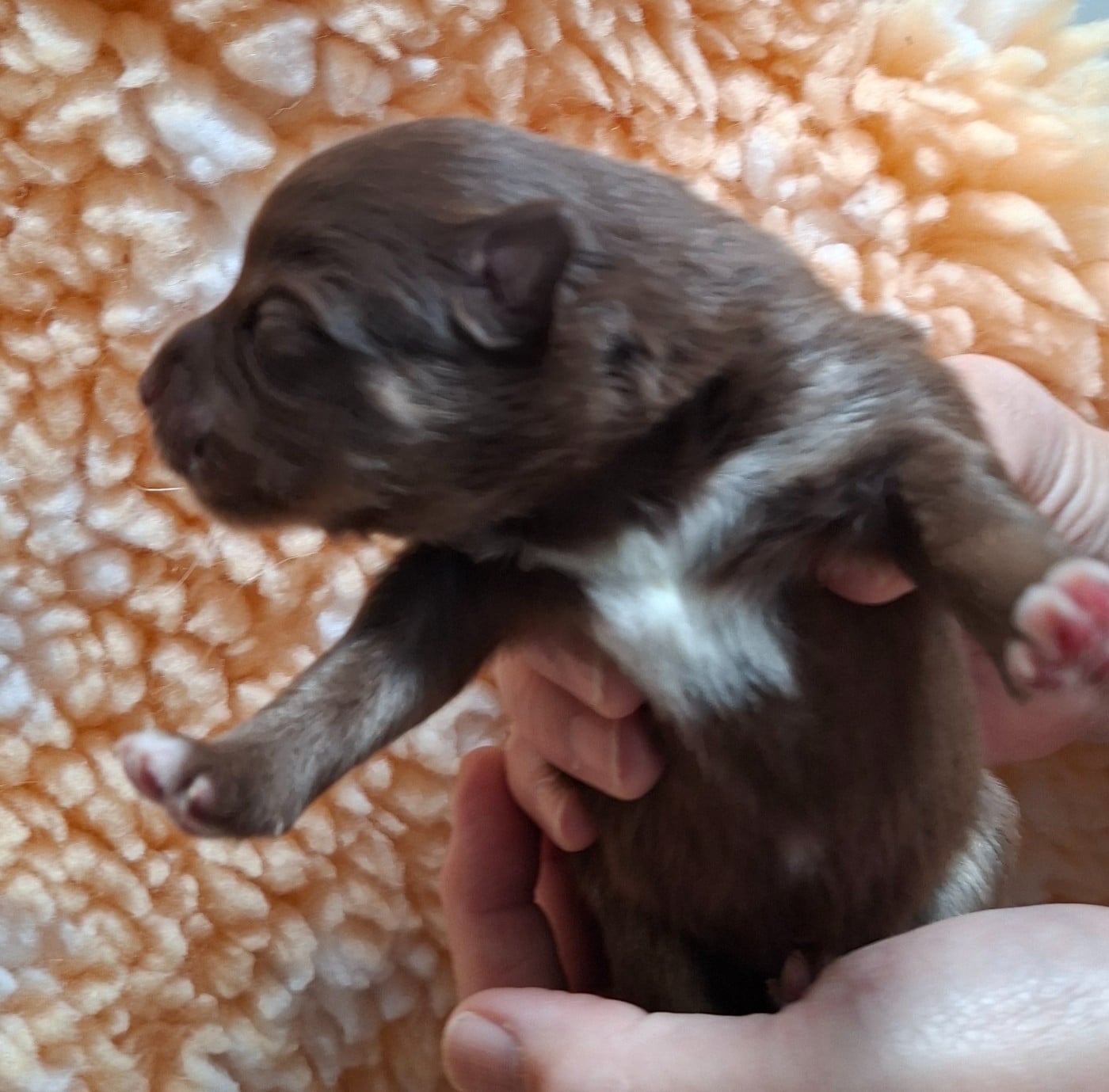 Mr violet