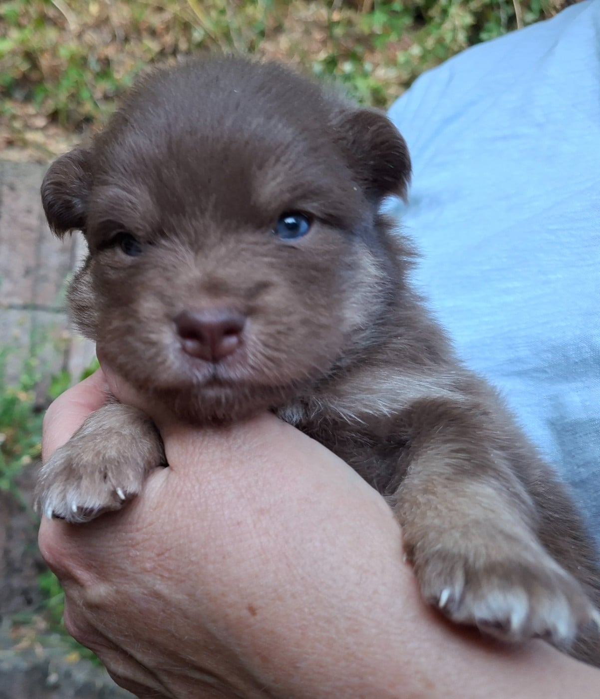 Chien finnois de Laponie - Panache Finnois