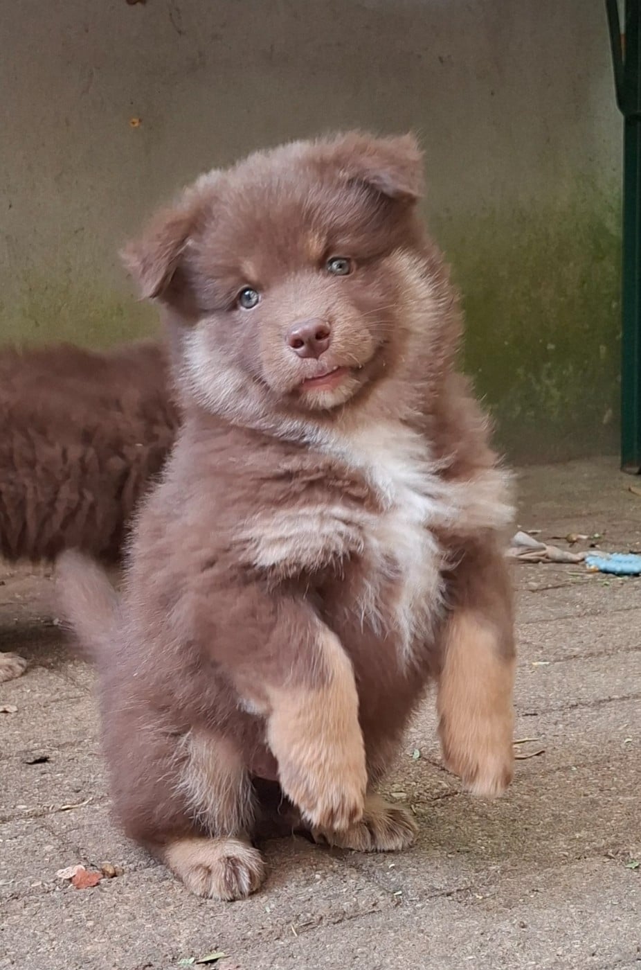 Chien finnois de Laponie - Panache Finnois